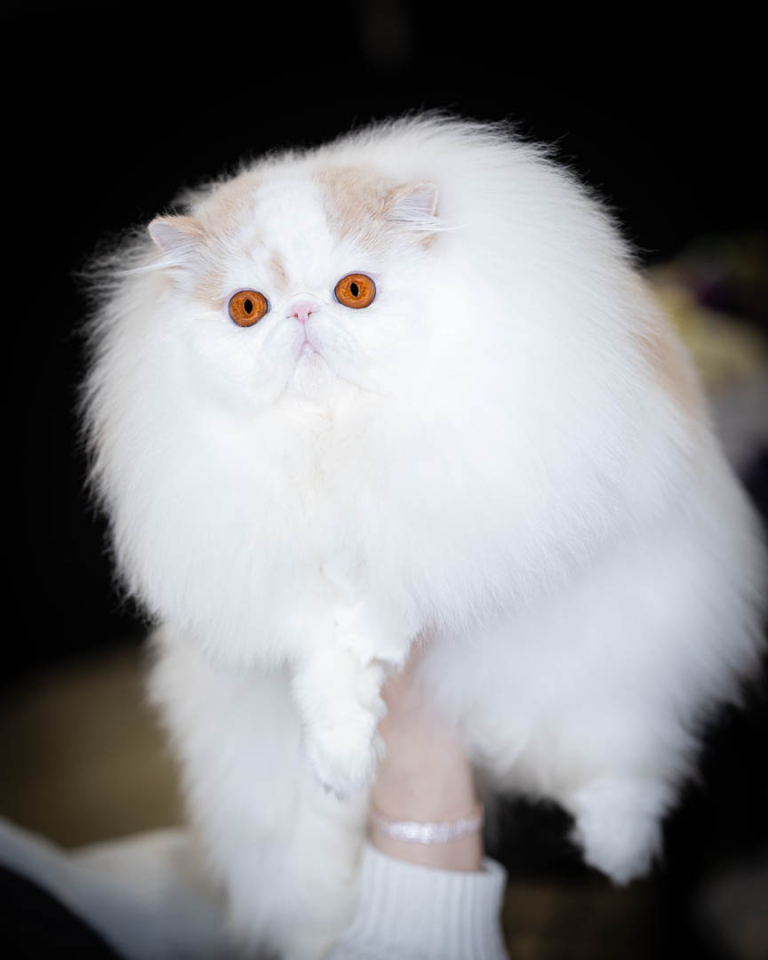 ragdolls-thames-tica-cat-show-apr-2026-18 ragdolls-thames-tica-cat-show-apr-2026-18
