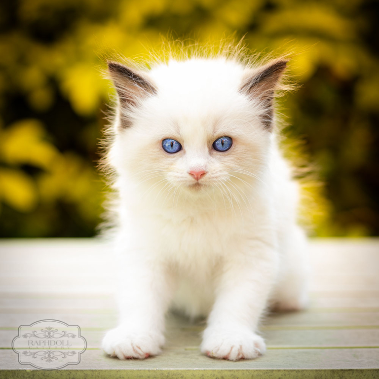 ragdoll-kitten-bicolor-lsaa112w