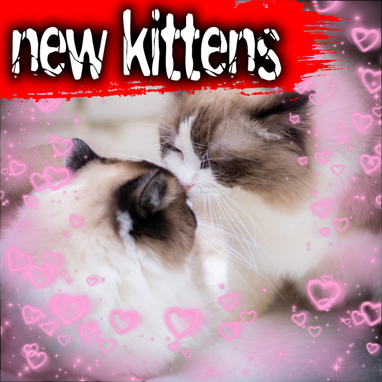 ragdoll-kittens-bicolor-april-2025