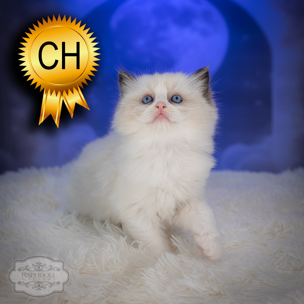 ragdoll-kitten-sale-ZPAA