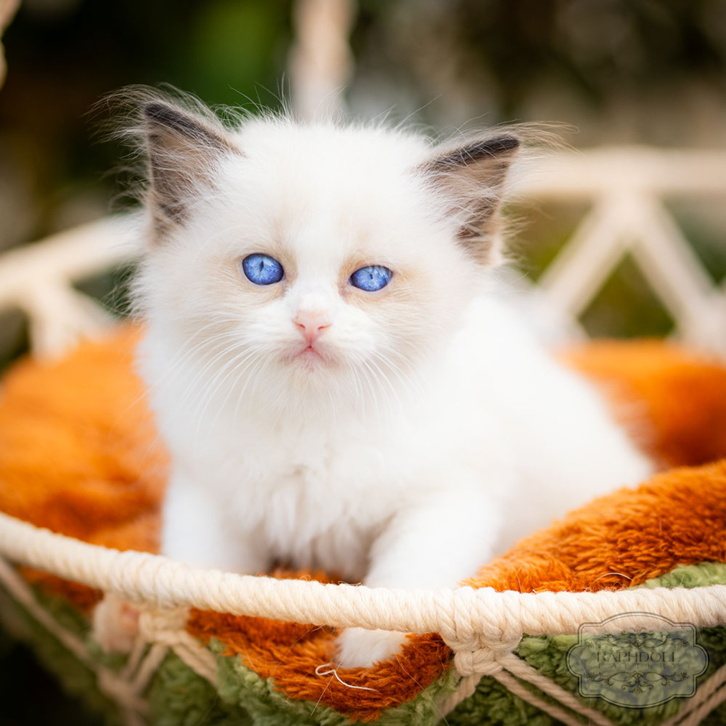 ragdoll-kitten-bicolor-lrae112-w