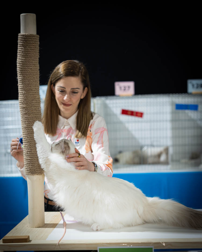 ragdolls-thames-tica-cat-show-apr-2026-71 ragdolls-thames-tica-cat-show-apr-2026-71