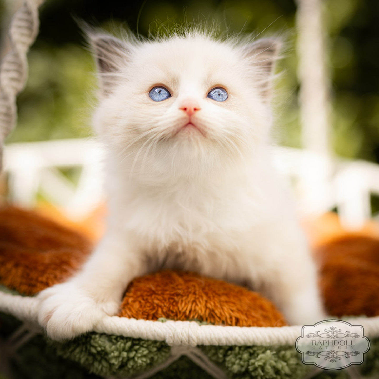 ragdoll kitten bicolor for sale lpbe ragdoll-kitten-bicolor-for-sale-LPBE-w