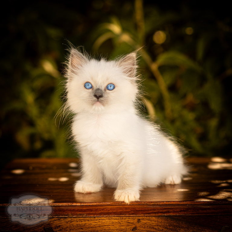 ragdoll-kitten-bicolor-LRBE-w