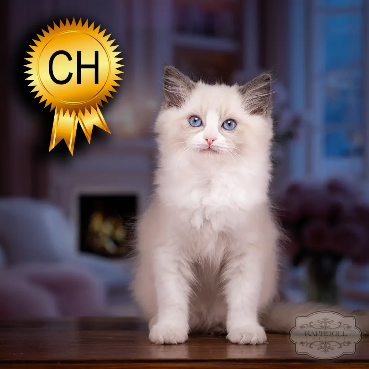 ragdoll kitten sale ragdoll-kitten-sale-ZCAG