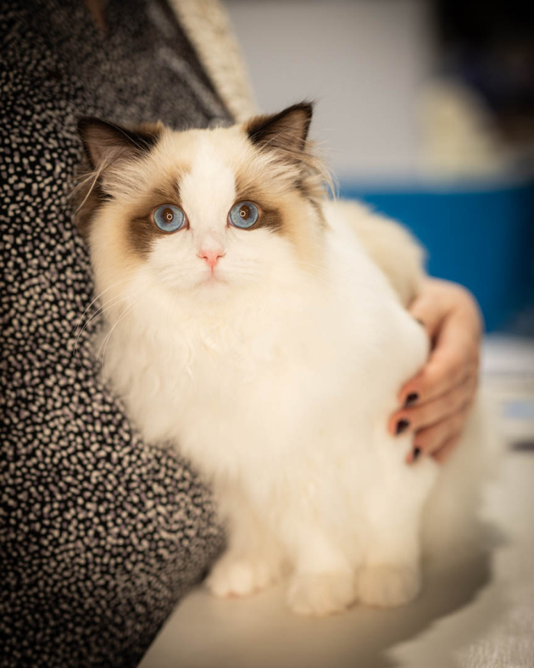 ragdolls-thames-tica-cat-show-apr-2026-29 ragdolls-thames-tica-cat-show-apr-2026-29