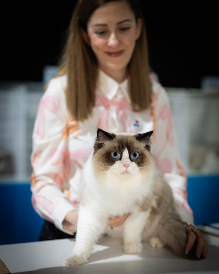 ragdolls-thames-tica-cat-show-apr-2026-67 ragdolls-thames-tica-cat-show-apr-2026-67