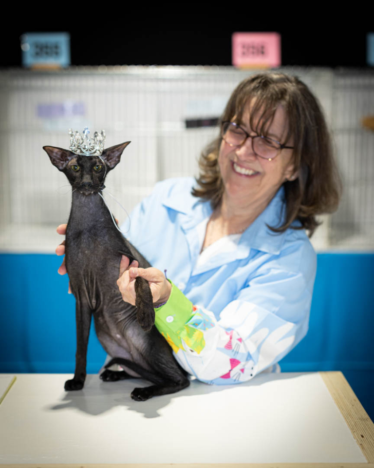 ragdolls-thames-tica-cat-show-apr-2026-04 ragdolls-thames-tica-cat-show-apr-2026-04