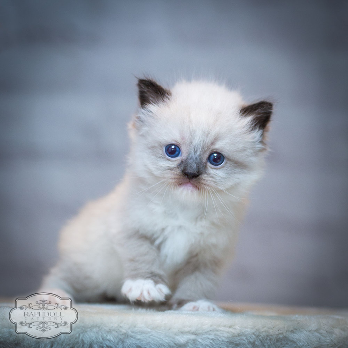 ragdoll-kitten-for-sale-feb2024-PJBC