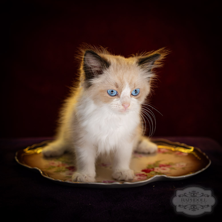 ragdoll-kitten-sale-LPCG