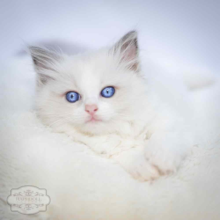 ragdoll-kitten-bicolor-lrab-w