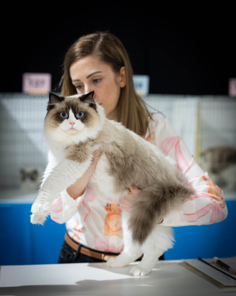 ragdolls-thames-tica-cat-show-apr-2026-66 ragdolls-thames-tica-cat-show-apr-2026-66