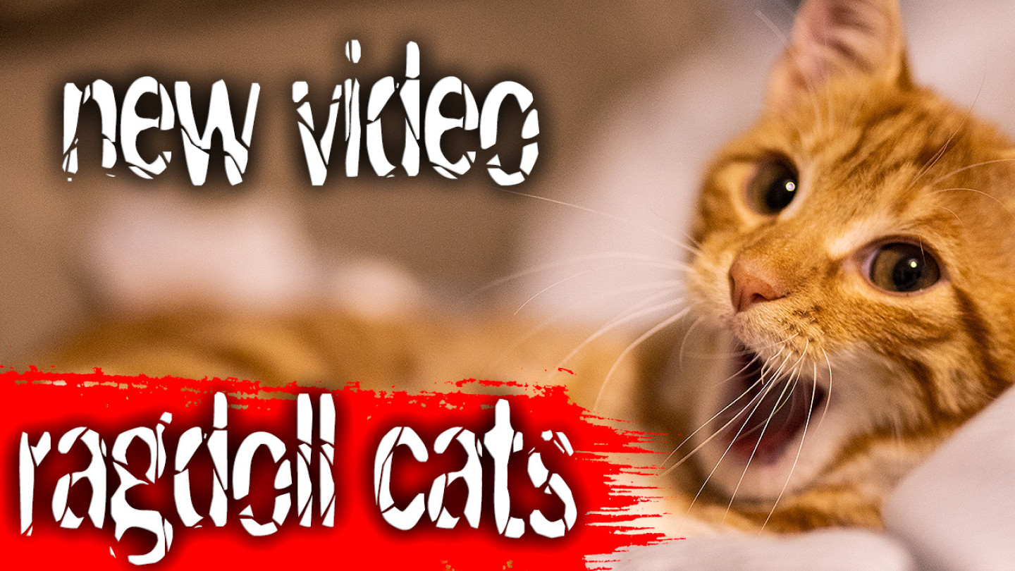 video-ragdoll-cat-london1