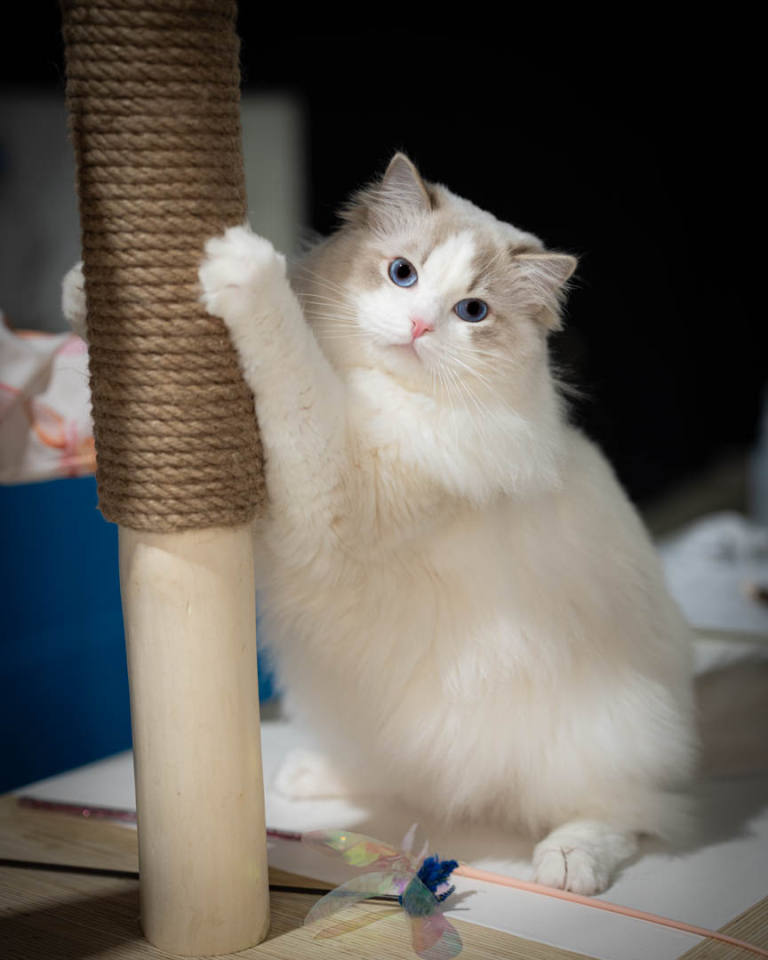 ragdolls-thames-tica-cat-show-apr-2026-73 ragdolls-thames-tica-cat-show-apr-2026-73