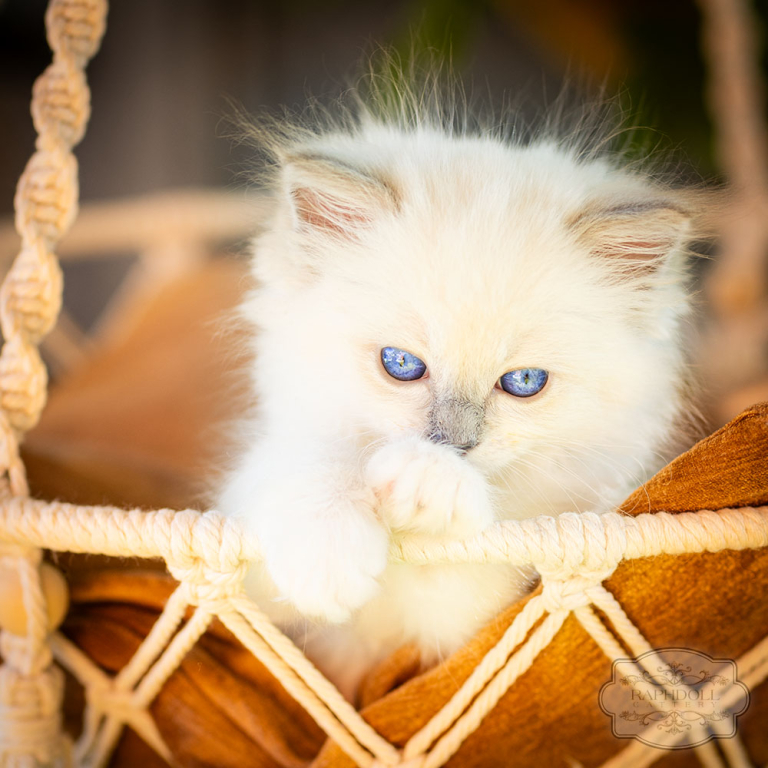 ragdoll-kitten-bicolor-lsad11-w