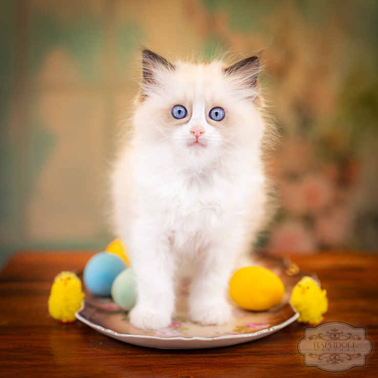 ragdoll-kitten-sale-LRDB
