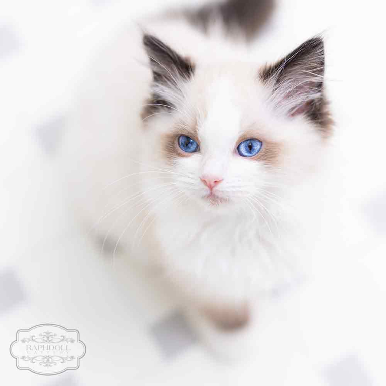 ragdoll-kitten-bicolor-LPAB1-w