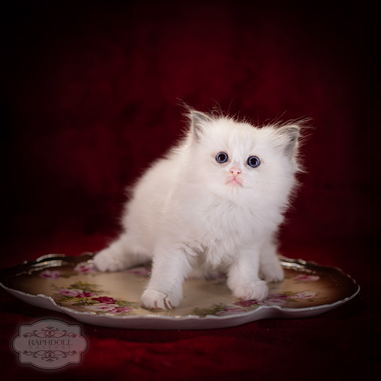 ragdoll-kitten-sale-LRDD-5w