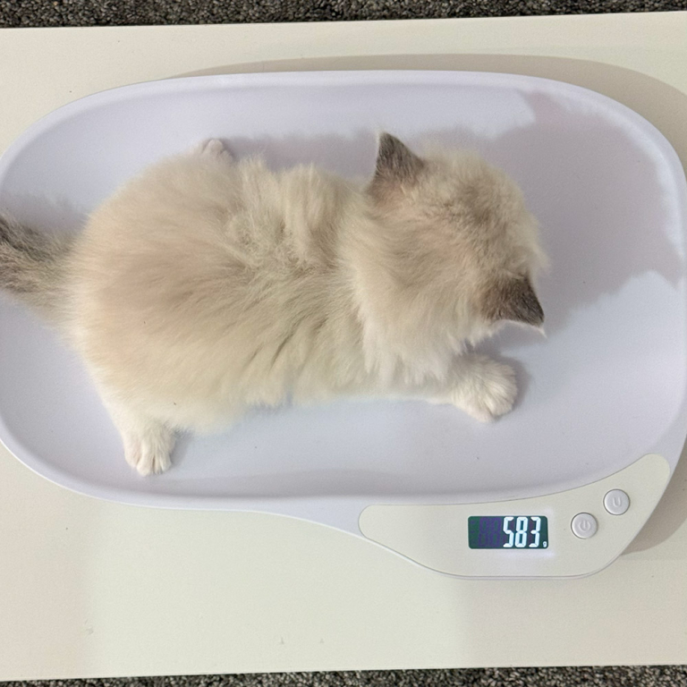 ragdoll-kitten-sale-LRDA-5ww