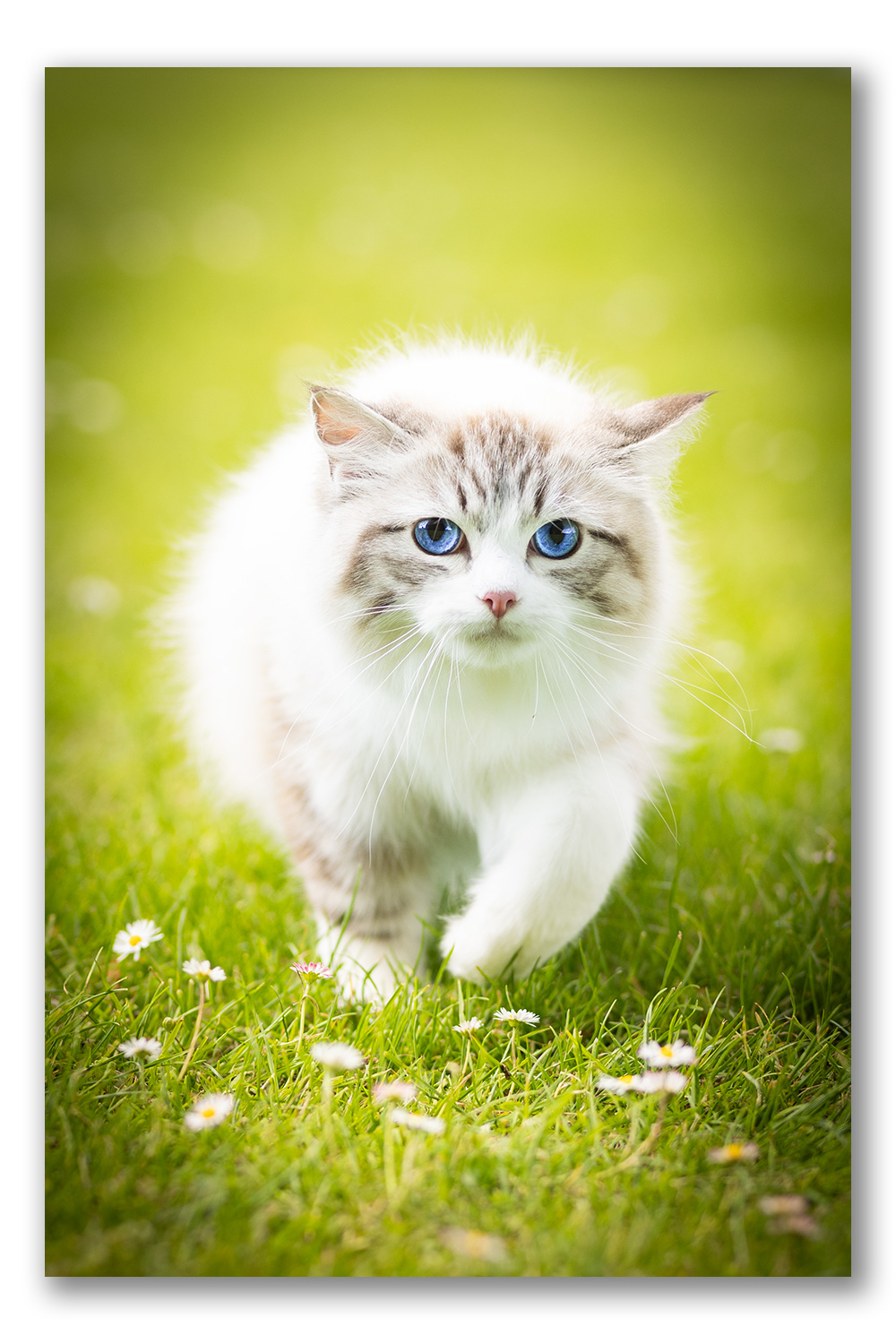 ragdoll-kitten-photo-pcaa