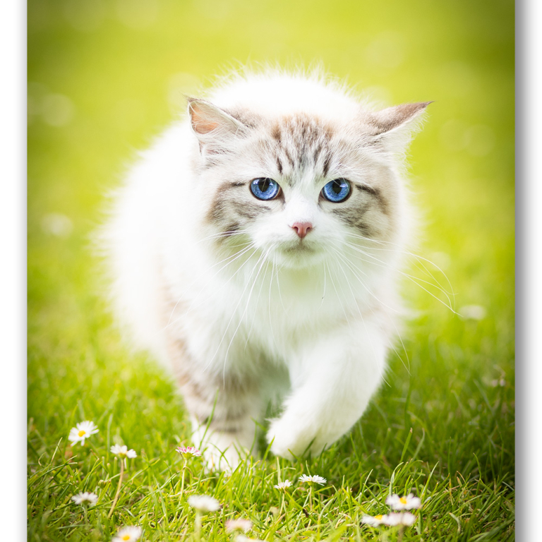 ragdoll-kitten-photo-pcaa