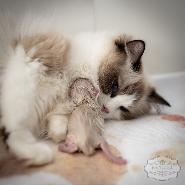 ragdoll-kittens-bicolor-LRBA0-w