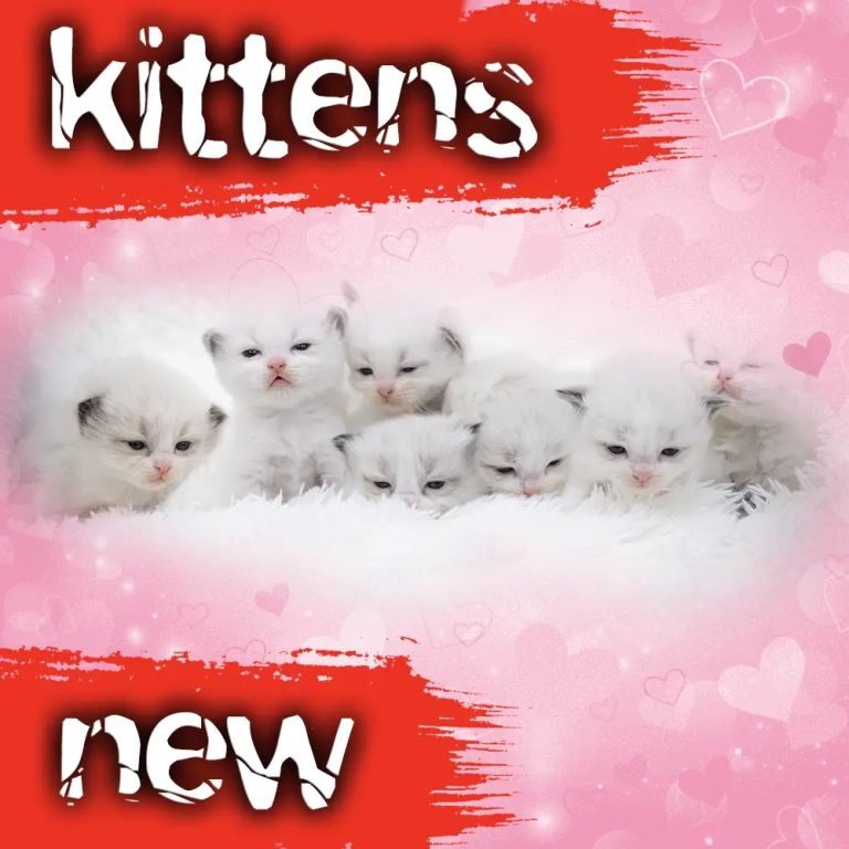 ragdoll-kittens-sale-lsex