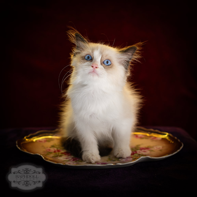 ragdoll kitten sale LRCB ragdoll-kitten-sale-LRCB