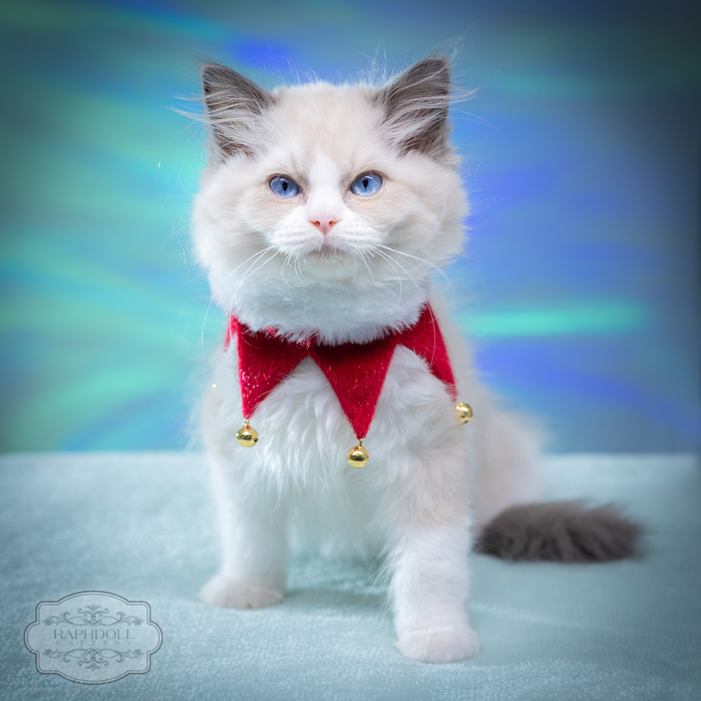 ragdoll-kitten-bicolor-lpaa0-w