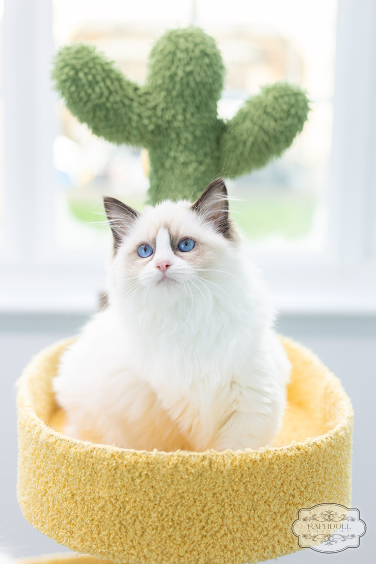 ragdoll-kitten-sale-LSCB