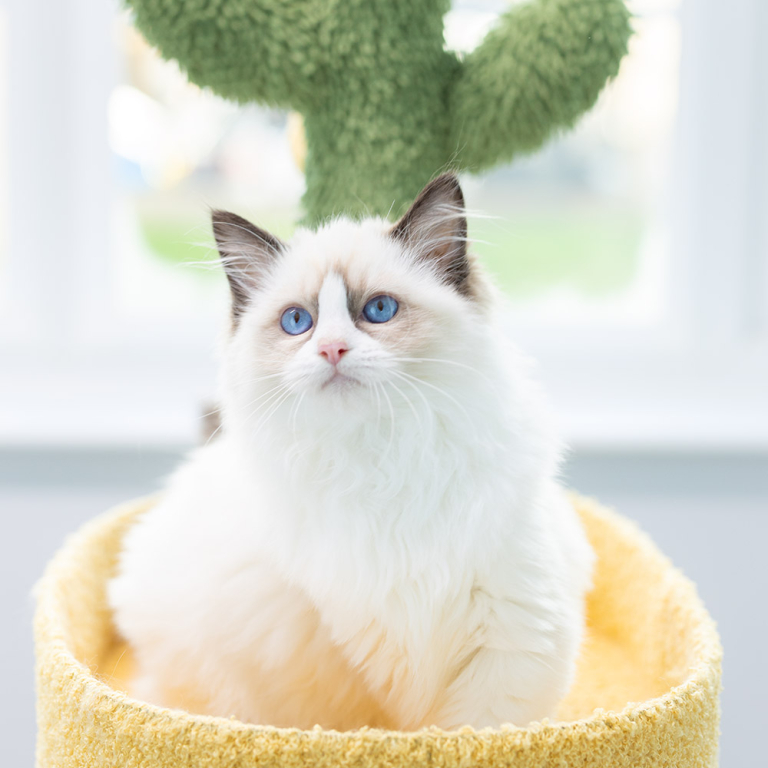 ragdoll-kitten-sale-LSCB