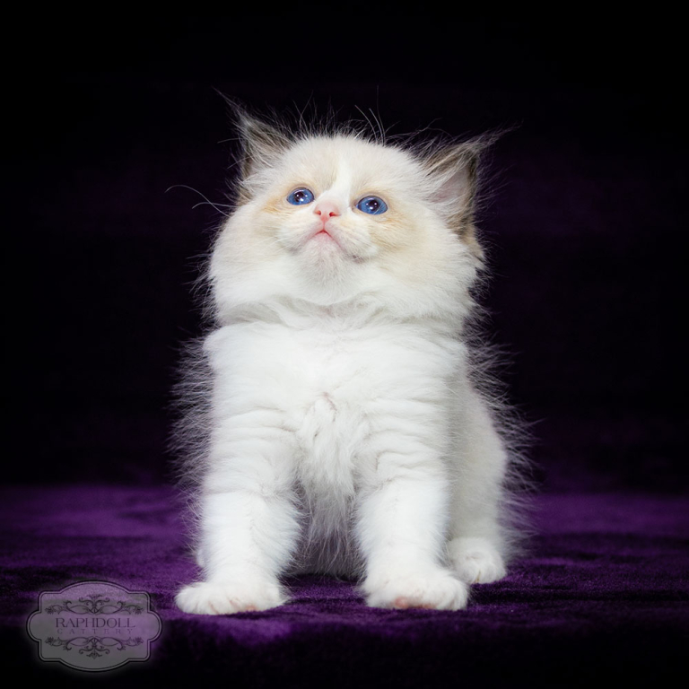 ragdoll-kiktten-bicolor-sale-lsaa1