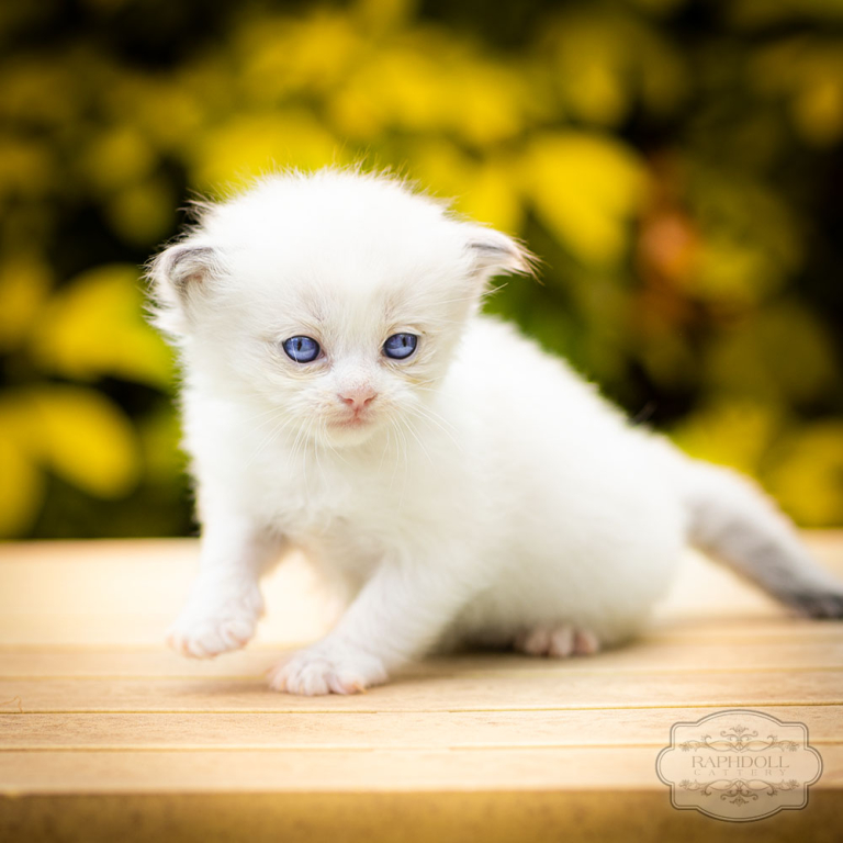 ragdoll-kitten-bicolor-lraa11