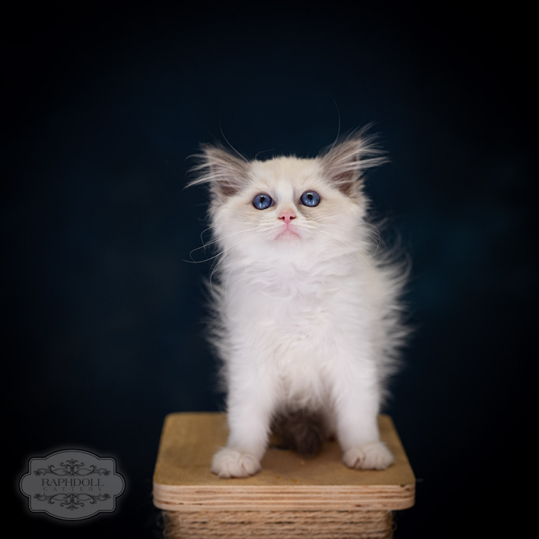 ragdoll-kitten-sale-LPCB