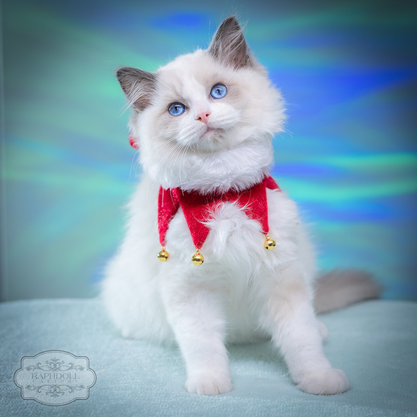 ragdoll-kitten-bicolor-lpae1-w