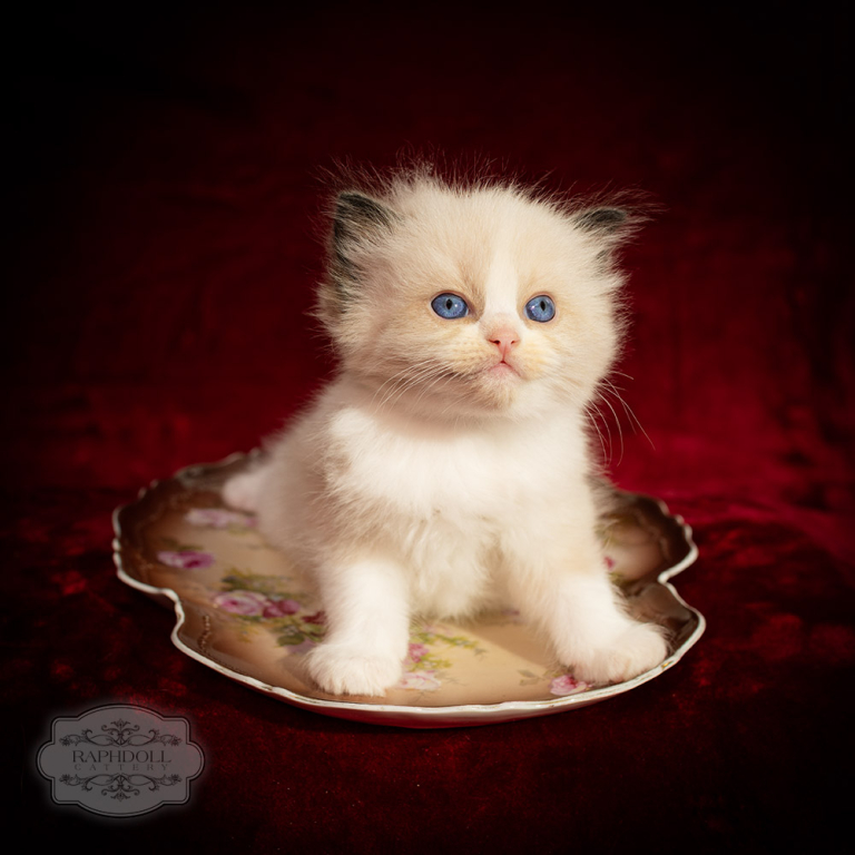 ragdoll-kitten-bicolor-LPBA-w