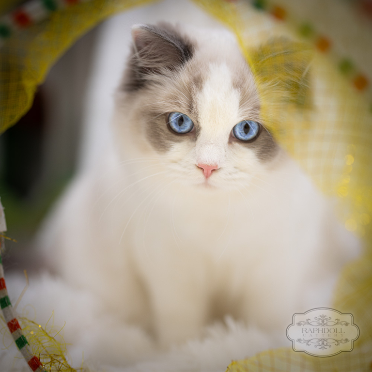 ragdoll-kitten-bicolor-lrab-w