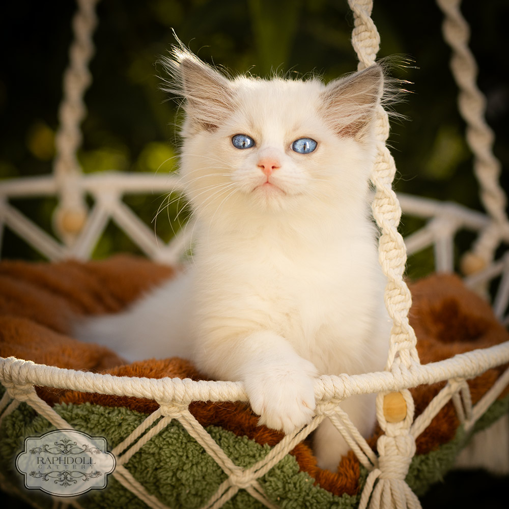 ragdoll-kitten-bicolor-LRBA