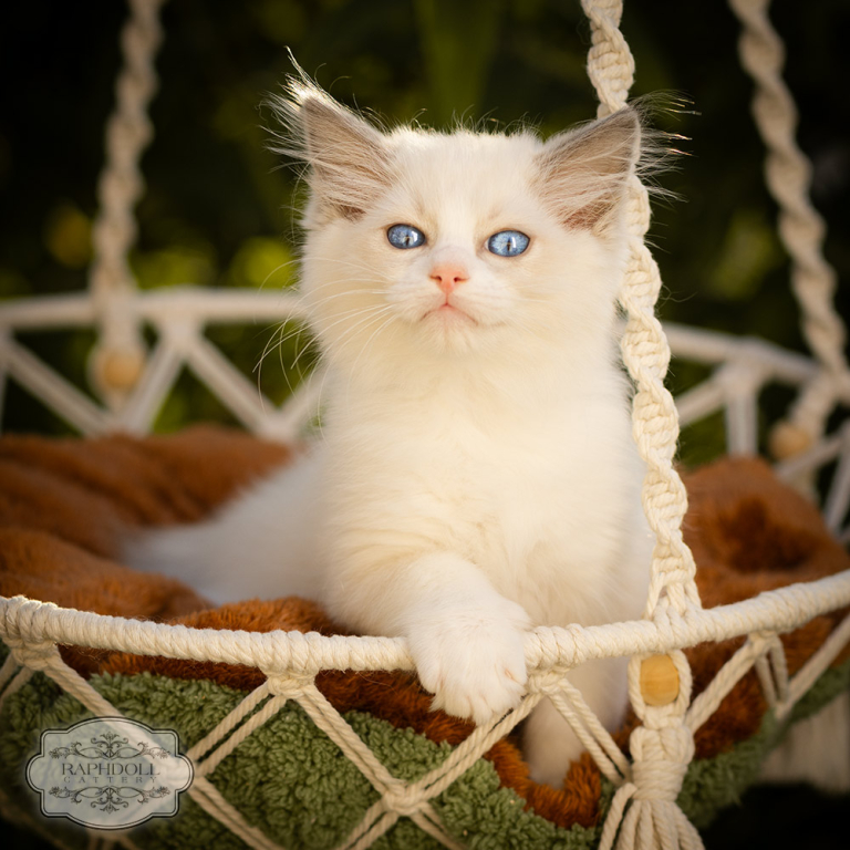 ragdoll-kitten-bicolor-LRBA