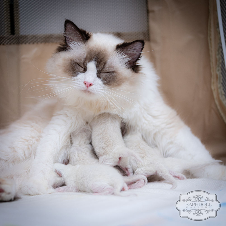 ragdoll-kittens-bicolor-day2-1w