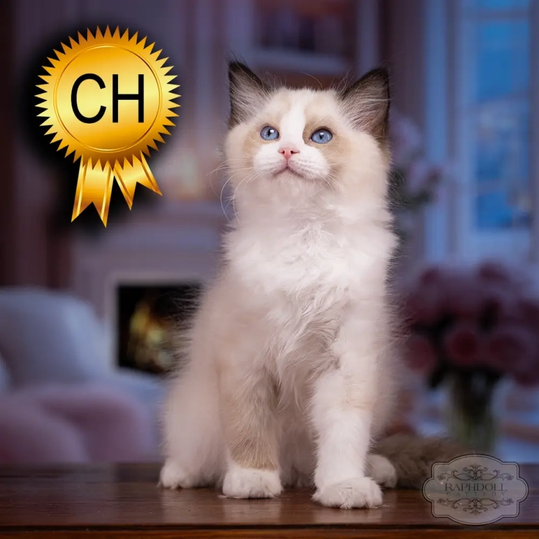 ragdoll-kitten-sale-ZCAI