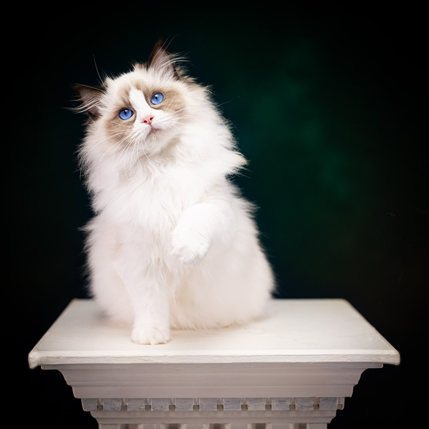 ragdoll kitten sale LSCB 074A0919