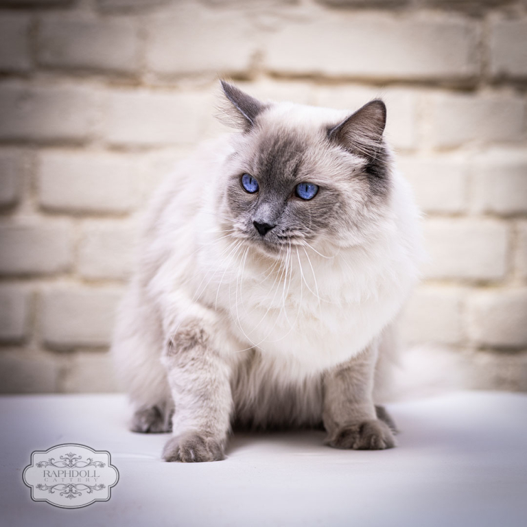 ragdoll-cat-for-sale-stud-blue-mitted
