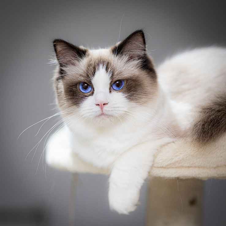 ragdoll-bicolor-rafaella