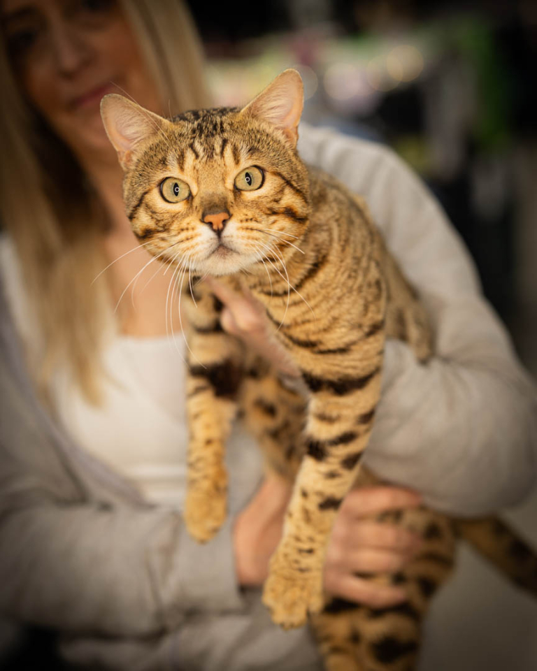 ragdolls-thames-tica-cat-show-apr-2026-32 ragdolls-thames-tica-cat-show-apr-2026-32