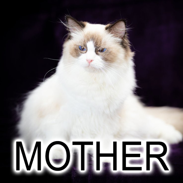 Ragdoll Cat Salome ragdoll-cat-salome-mother1-w