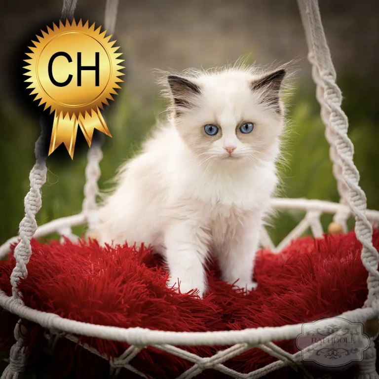 ragdoll kitten sale ZPAE ragdoll-kitten-sale-ZPAE