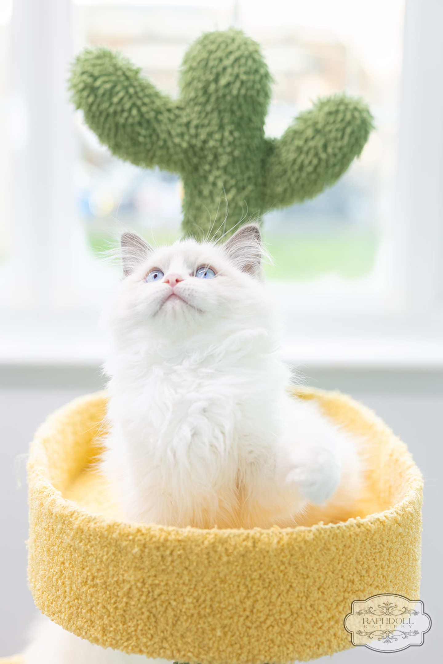 ragdoll-kitten-sale-LSCC