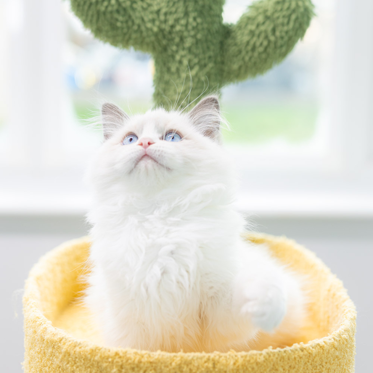 ragdoll-kitten-sale-LSCC