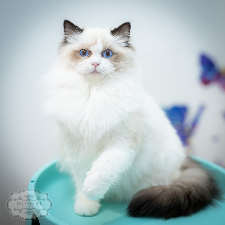 ragdoll-kitten-for-sale-pcad-w